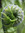 FicusFiddlefern