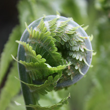 FicusFiddlefern