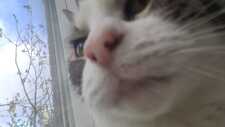 Emmy