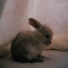 leslie :3