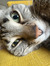 Eline -...