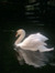 arwa