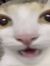 Roos