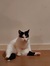 Ruben