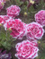Audrey M