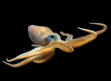 Gugukudadata