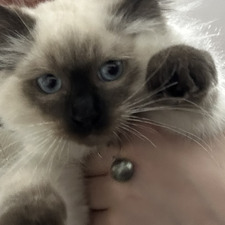 Meira