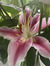Naomi T...