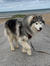 Fenris