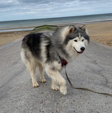 Fenris