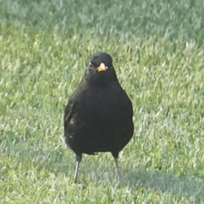 Bird