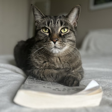 Harvey