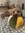 Katie