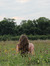annistyn