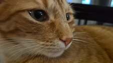 Meredith