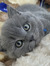 Cataleya