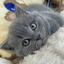 Cataleya