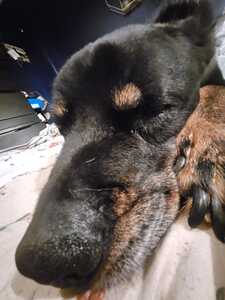 Lexie