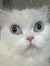 amna