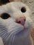 Adorebills