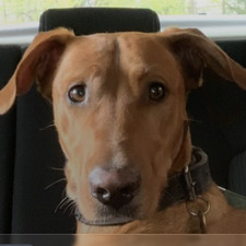 Scooby Doo