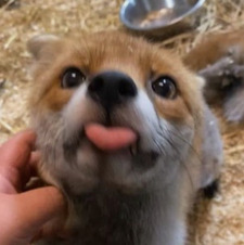 Nova!