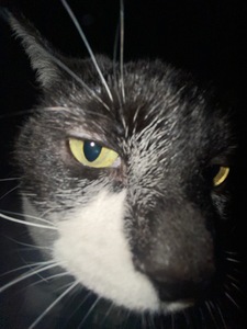Ava