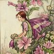 Malva