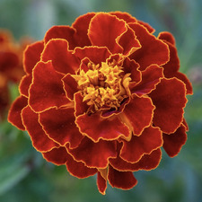Marigold Elanor