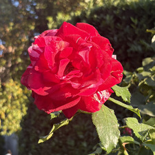 Ruby S