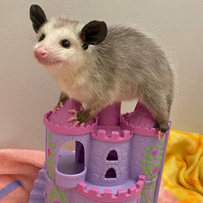 sam