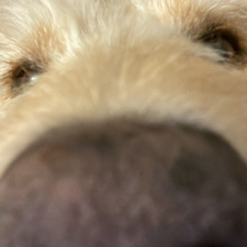 Nands