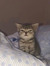 Bouchra