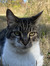 Melea L...