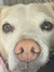 Aimdawg