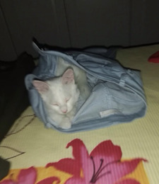 diakamoss