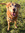 Amy