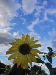 DeeSunflower 