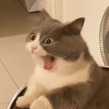 Nic
