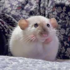 Chau
