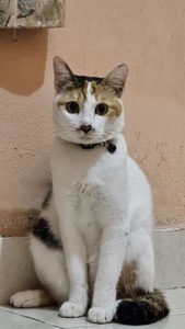 Silvio