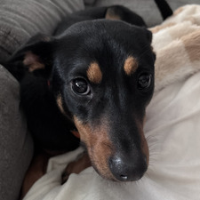 Ella