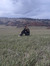 Cameron...