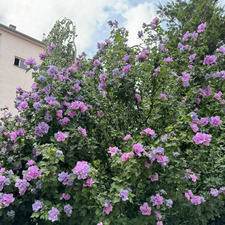 Alakoala