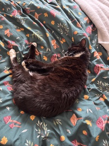 Ari