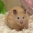 Patrick