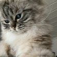 Elliot