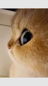 Arshy