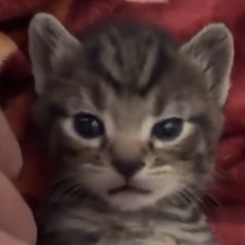 M.