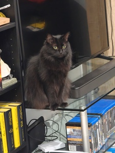 Taz